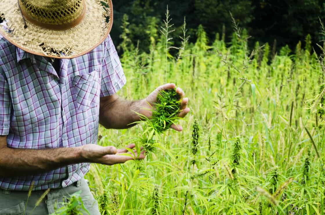 man-harvesting-medical-marijuana