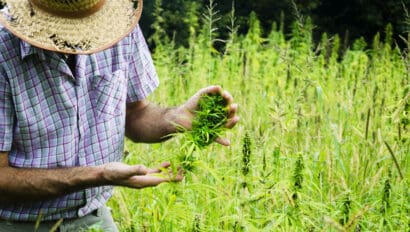 man-harvesting-medical-marijuana