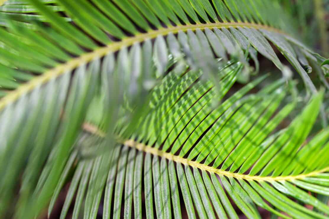 jungle-inspired-closeup-on-leaves-of-exotic-palm-2022-08-01-04-16-07-utc