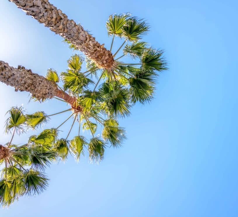 palm-trees-in-santa-monica-california
