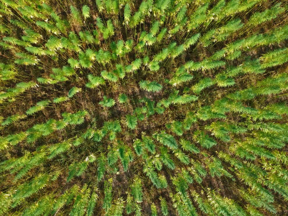 aerial-view-on-rows-of-marijuana-weed-field