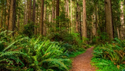hiking-path-in-redwood-forest