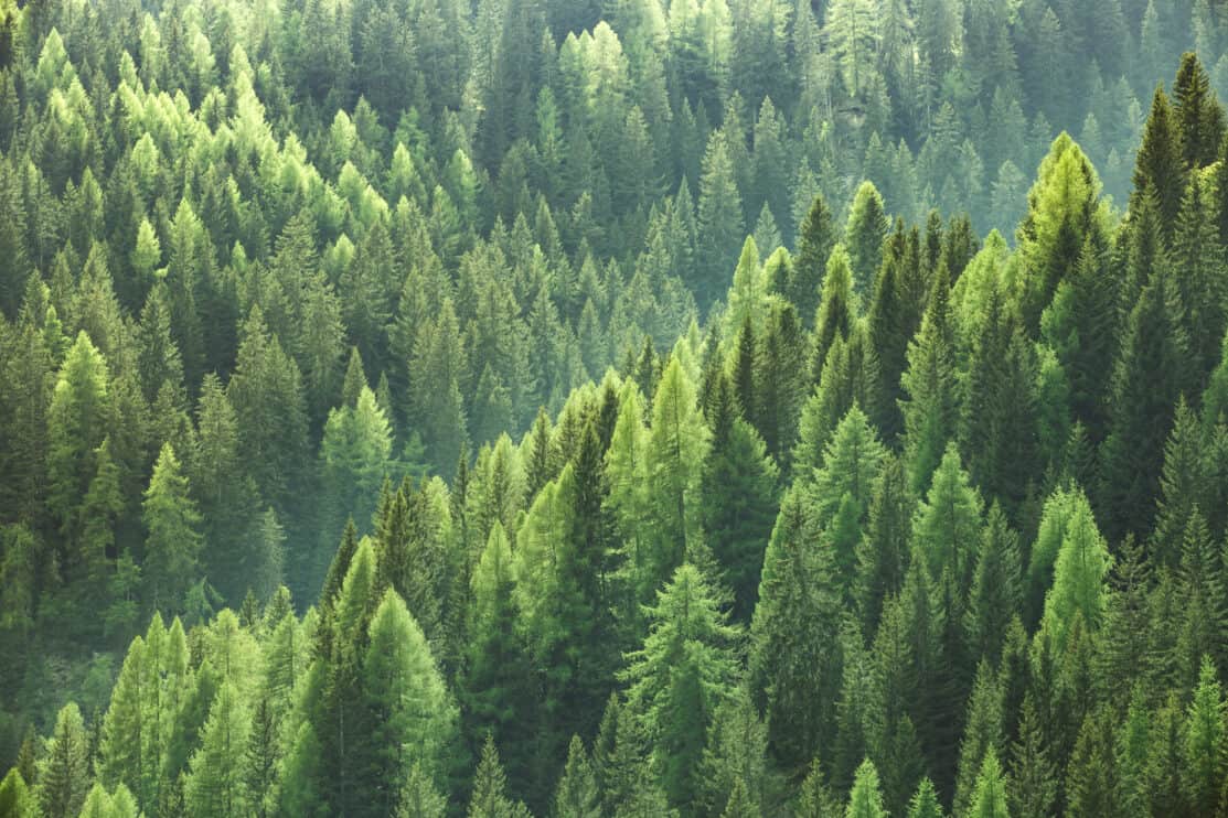 healthy-green-trees-in-forest-of-spruce-fir-and-pine