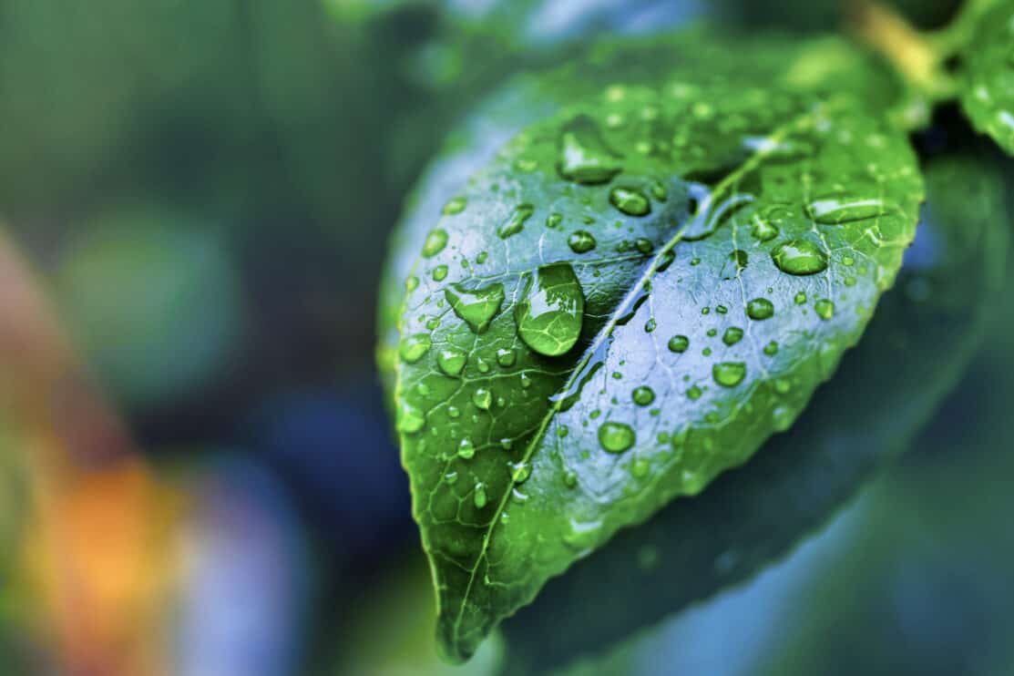 raindrops-on-the-leaf