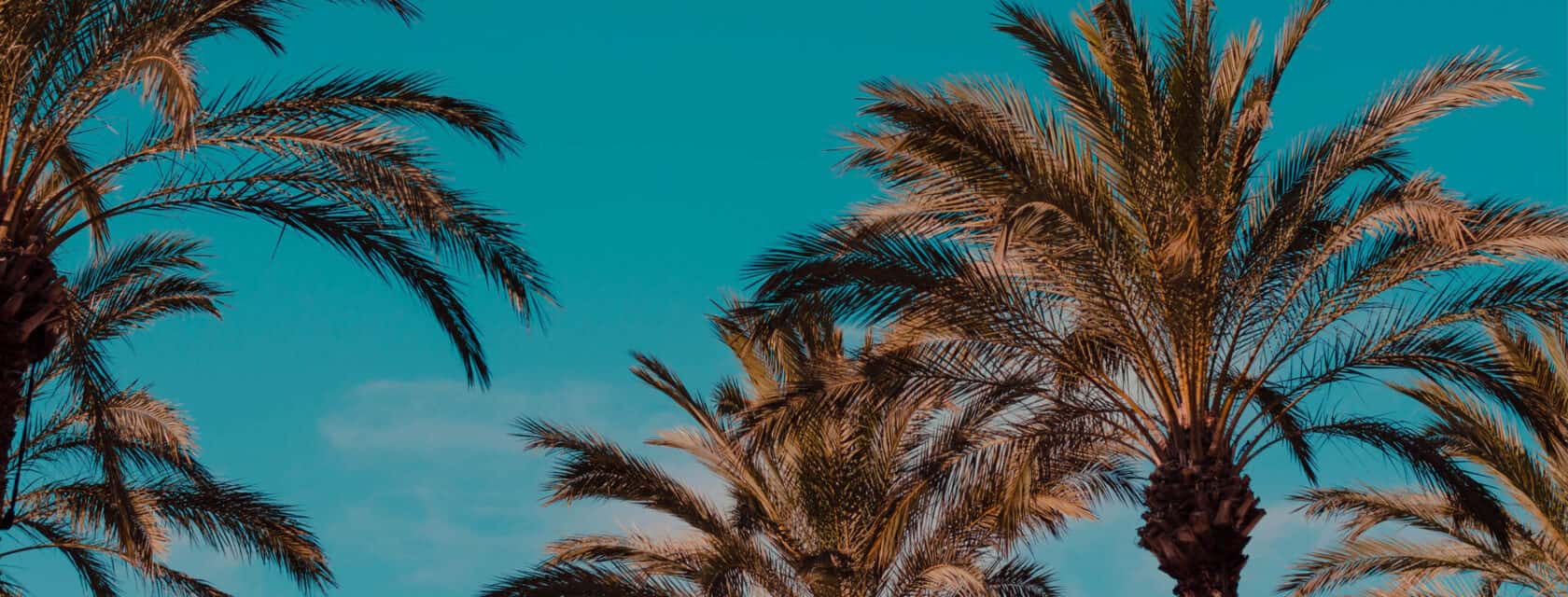 Palm trees and a blue sky.