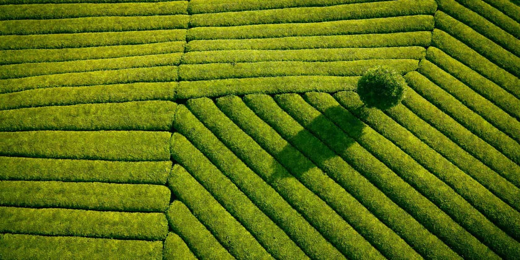 An aerial view of a tea field.