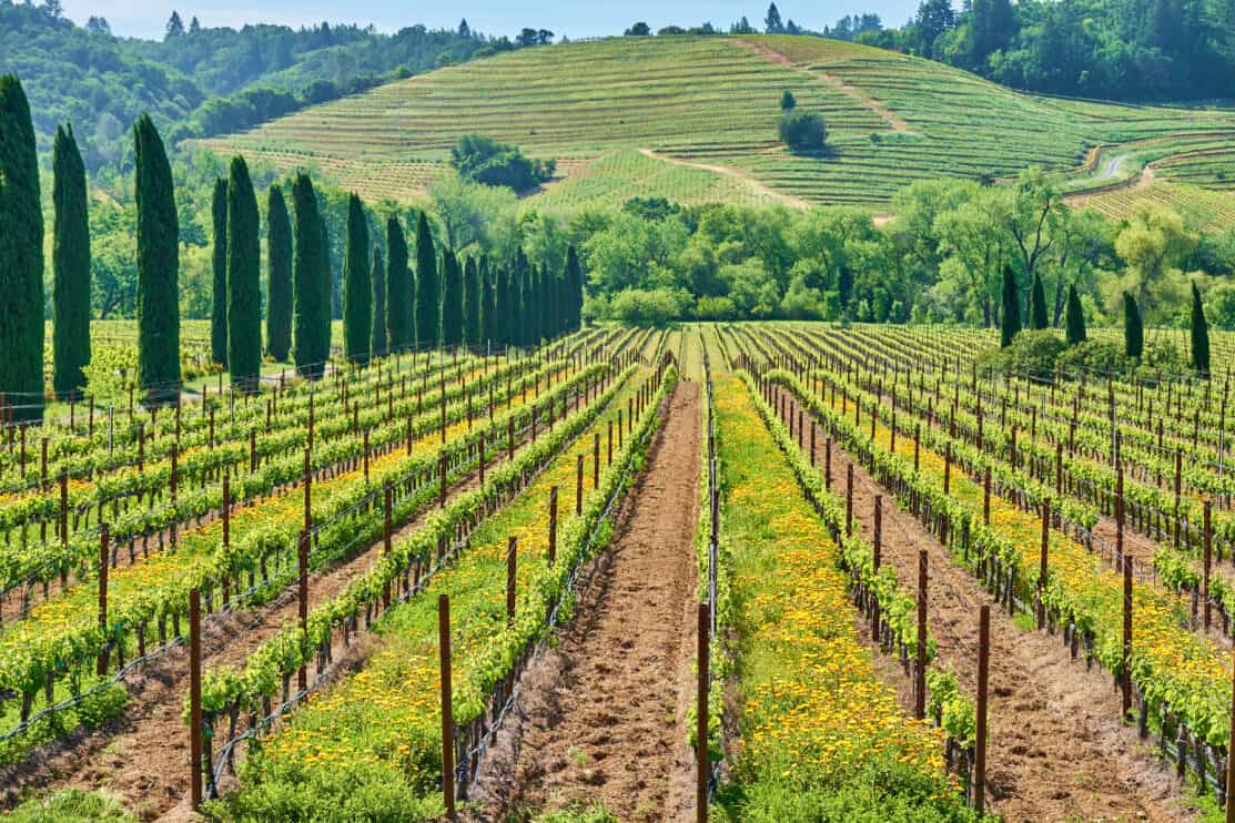 vineyards-in-california-usa