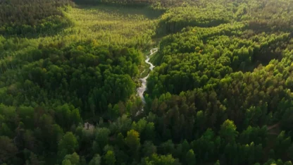 Photo of green forest.
