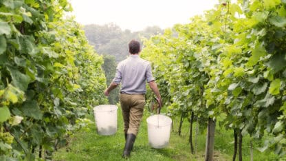 A winemaker walks his vineyard with two buckets with grapes from which he will measure PH and sugar levels to see if they are ready for harvesting.
