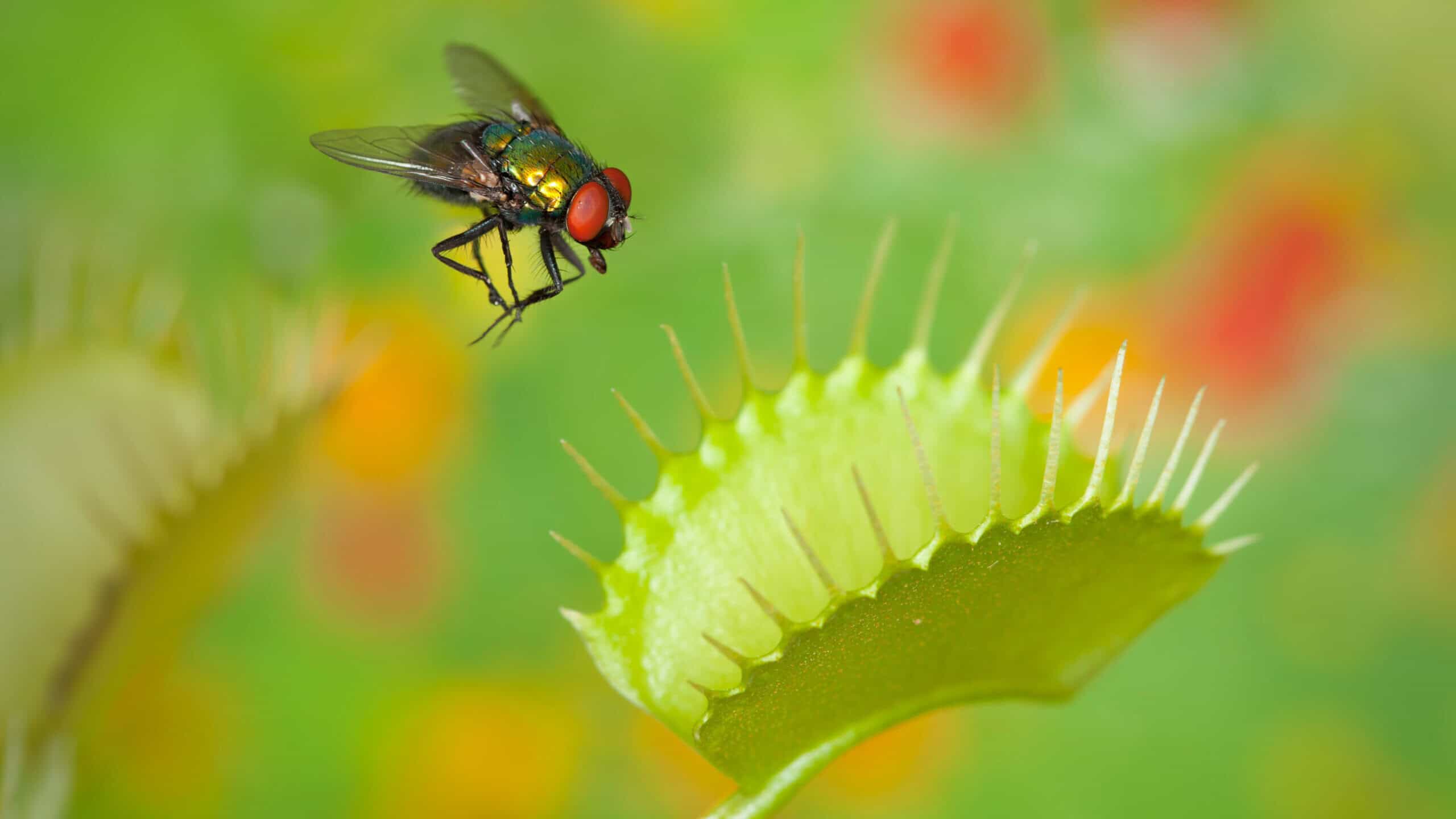 Image of fly and venus flytrap representing the common 1099 pitfalls many professional services firm fall into