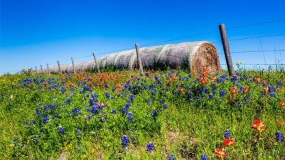 image of hay in a field