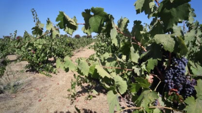 Picture of grapes growing on the vines, representing the financial reporting needs of wineries