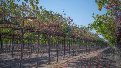 Grapes growing on vine in winery vineyard