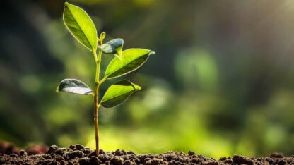Plant sprouting from dirt, representing growing business